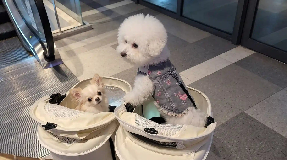 Pet enjoying an outdoor adventure